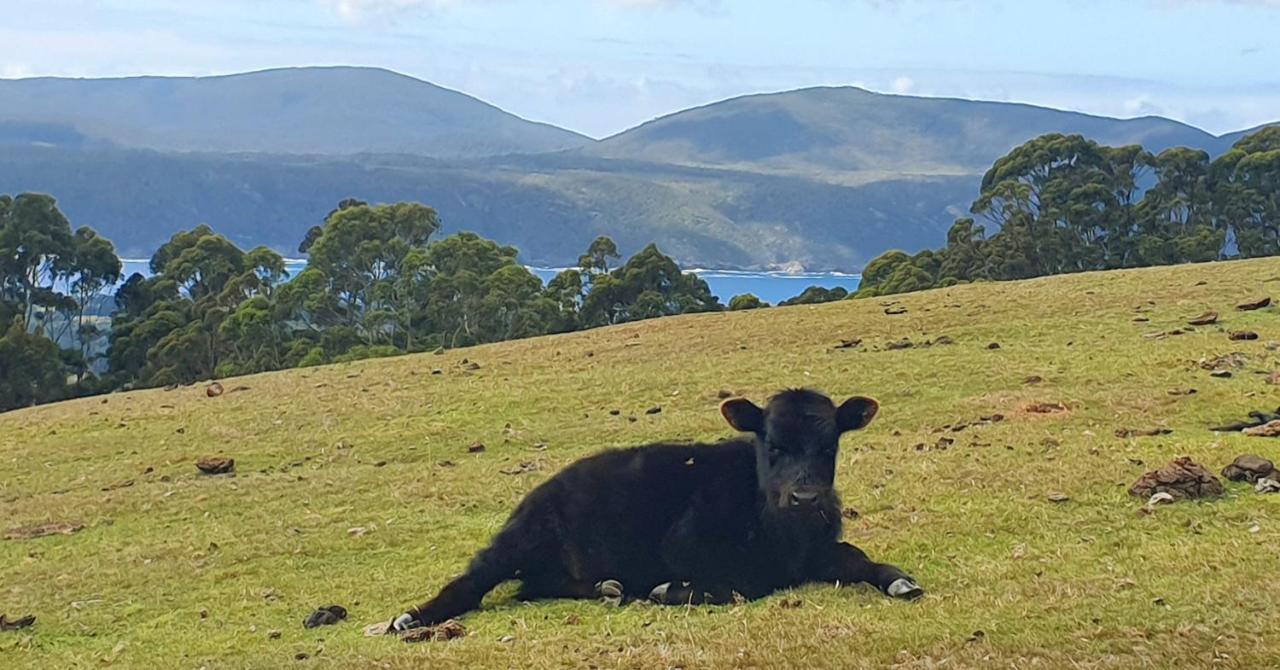 Ruby'S Cottage Farm Stay Port Arthur Buitenkant foto