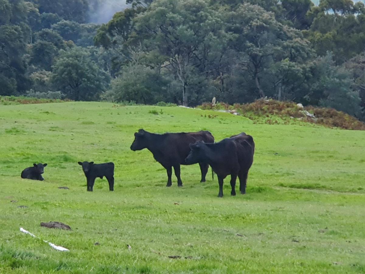 Ruby'S Cottage Farm Stay Port Arthur Buitenkant foto