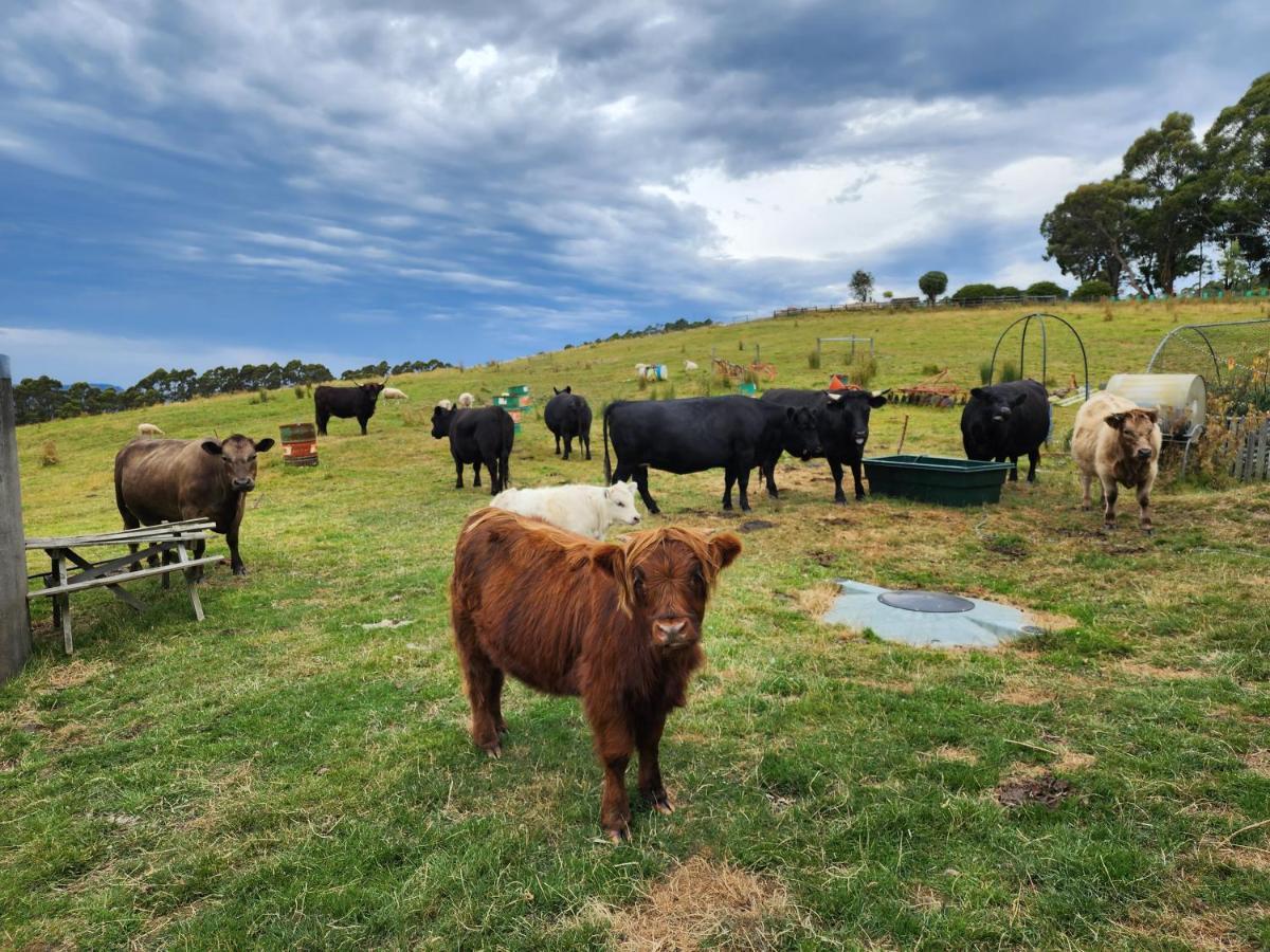 Ruby'S Cottage Farm Stay Port Arthur Buitenkant foto