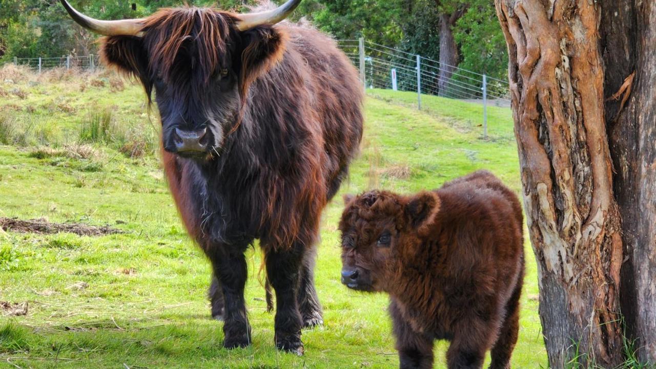 Ruby'S Cottage Farm Stay Port Arthur Buitenkant foto