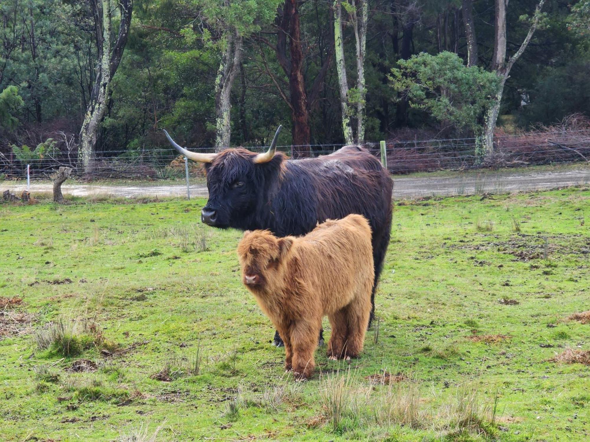 Ruby'S Cottage Farm Stay Port Arthur Buitenkant foto