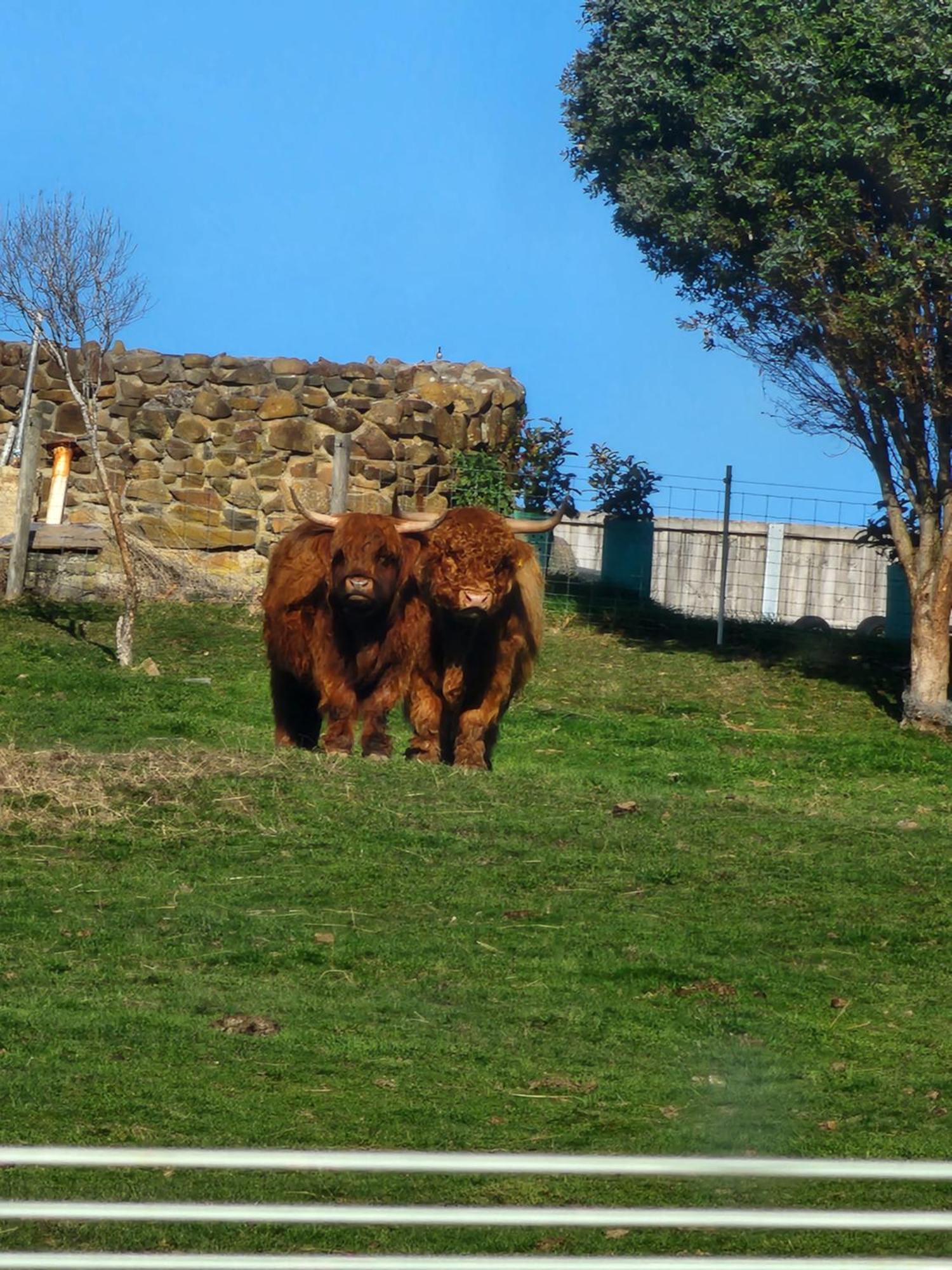Ruby'S Cottage Farm Stay Port Arthur Buitenkant foto