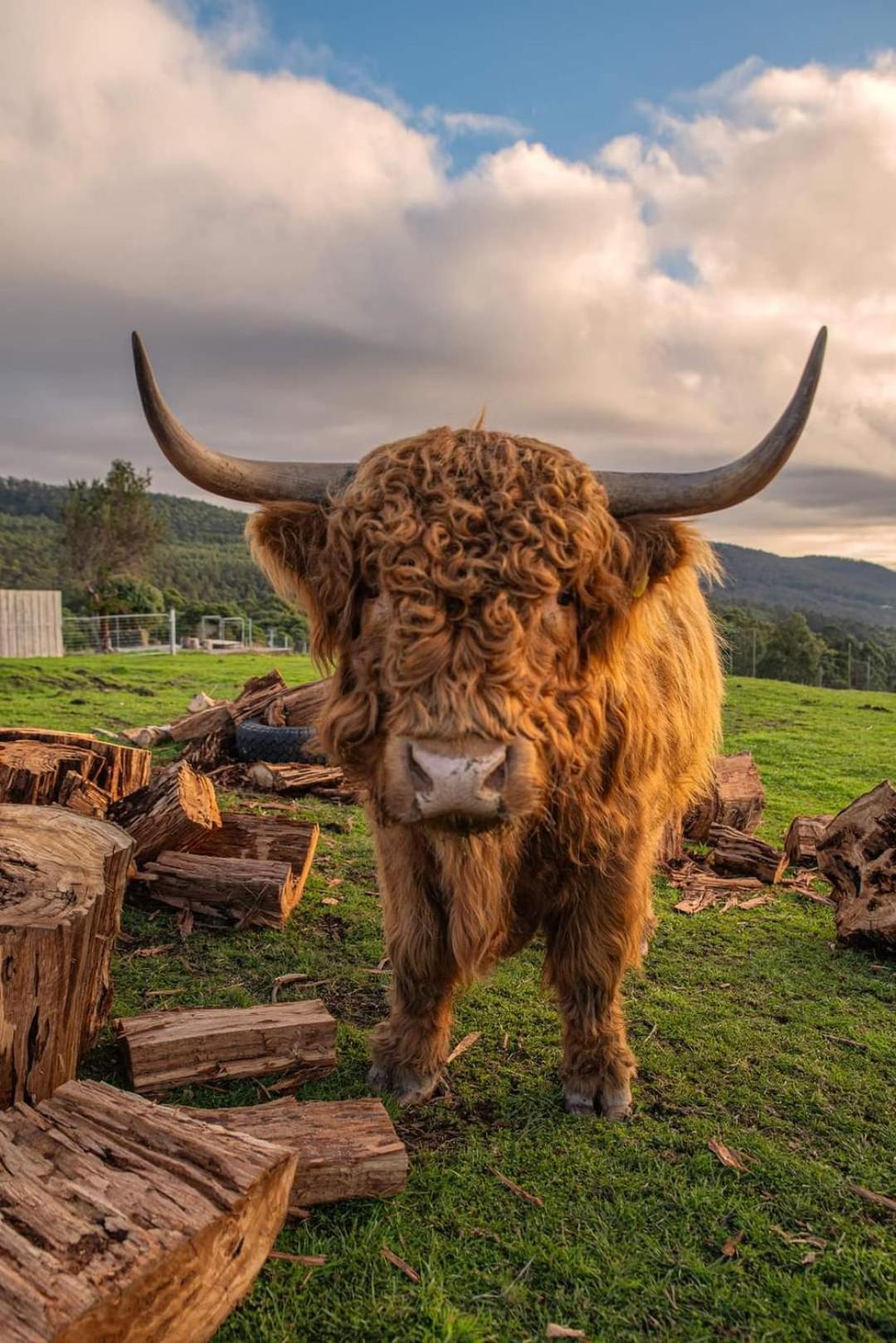 Ruby'S Cottage Farm Stay Port Arthur Buitenkant foto