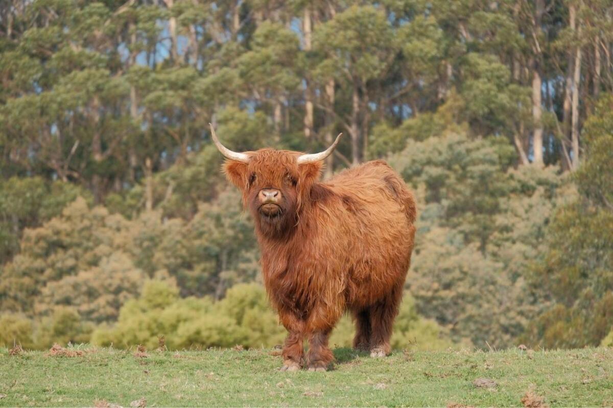 Ruby'S Cottage Farm Stay Port Arthur Buitenkant foto