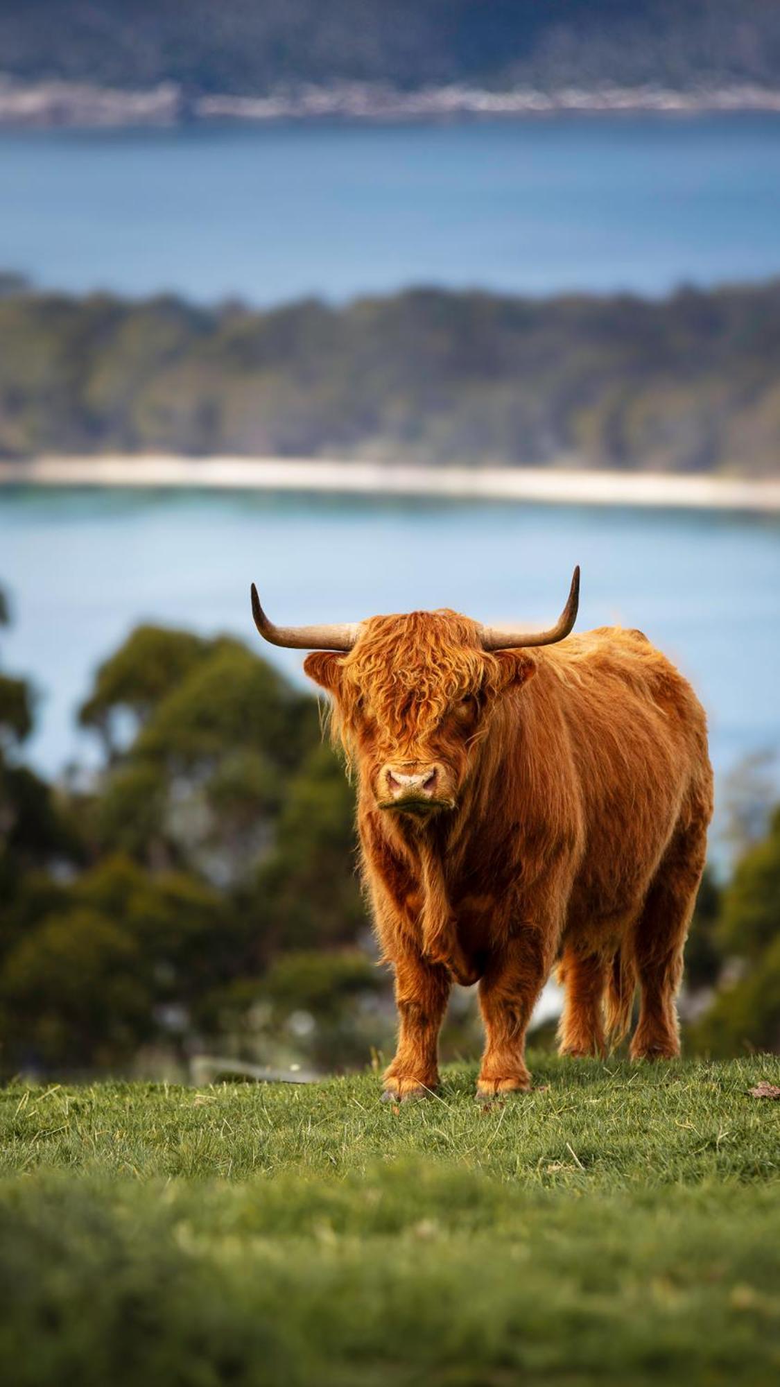Ruby'S Cottage Farm Stay Port Arthur Buitenkant foto